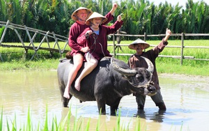 Nông dân Hội An thu đô la nhờ xịt nước hoa, bôi phấn cho… trâu để làm du lịch