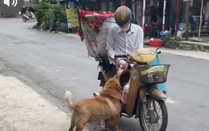 Chú chó mua bánh mì thiếu một cách 'uy tín' khiến nhiều người phát cuồng: Chắc là mối ruột của chú bán bánh mì rồi!