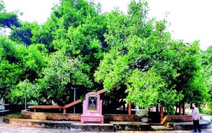 Ngày Xuân thăm "thần mai" 300 tuổi