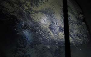 Sốc: Sinh vật lạ dưới mộ băng 900 mét, sống không cần thức ăn, ánh sáng