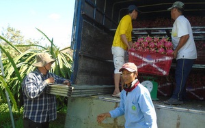 Sau Tết, giá thanh long tăng vọt gấp 4 lần