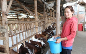 Trại dê tiền tỷ giữa đất cà phê