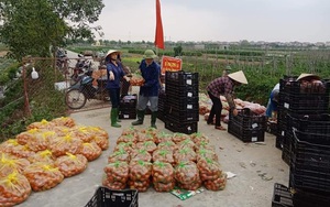 Tránh lợi dụng 'giải cứu' ép giá nông dân, Hải Dương công bố giá bán nông sản