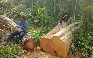 Điều tra mở rộng 2 vụ án để mất hàng nghìn hécta rừng