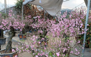 Hoa đào "độc lạ" lần đầu xuất hiện ở Thanh Hóa