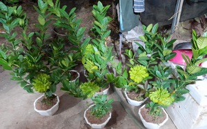 Người phụ nữ tuổi 40 thắng lớn 70 triệu nhờ cận Tết buôn được lô cây phật thủ bonsai giá mềm