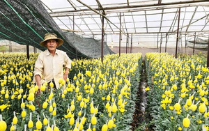 Các thành phố lớn chung tay ‘giải cứu’, giá hoa Đà Lạt nhích dần lên