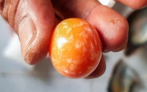 Thái Lan: Ngư dân nghèo đi nhặt vỏ sò, không ngờ tìm được ốc có ngọc, giá gần 8 tỉ đồng