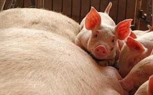 Trung Quốc phát hiện biến thể mới của virus gây dịch tả lợn châu Phi