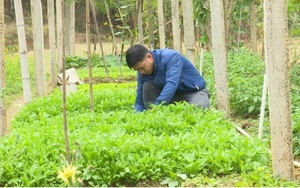 Thanh niên Bắc Kạn trồng rau, trồng nấm...thu hàng trăm triệu đồng mỗi năm