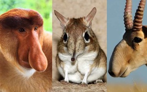 [ẢNH] Những động vật có chiếc mũi đặc biệt