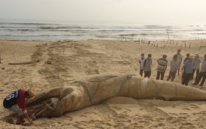 Quảng Nam: Phát hiện xác cá voi nặng 4 tấn tấp vào bờ biển