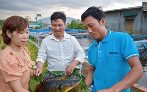''Săn tìm'' loài cá tầm từ châu Âu về nuôi, nông dân nơi này thu hàng trăm triệu đồng