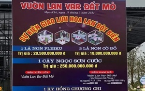 "Màn" mua bán lan đột biến gần 300 tỷ đồng ở Quảng Ninh: Cán bộ Cục thuế nói gì?