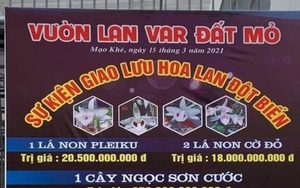 Yêu cầu người bán hoa lan đột biến phải kê khai, nộp thuế