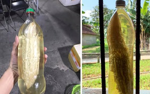 Quả mướp đắng bự tổ chảng nhưng lại chui vừa vào miệng chai bé xíu, dân mạng đưa ra 7749 giả thuyết: Sự thật là thế nào?