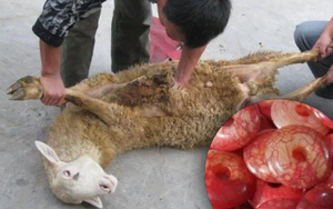 Bóc trần quy trình làm giả đồ cổ cực tàn nhẫn: Khâu viên ngọc vào chân con cừu sống, 3 năm sau lấy ra bán giá cao ngất