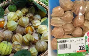 Một loại quả mọc dại đầy đồng quê Việt Nam bỗng gây sốt, giá bán tới 400k/kg