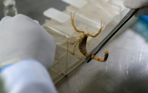 'Vua bọ cạp' bỏ việc tới sa mạc sống, kiếm 173 triệu đồng mỗi gram nọc độc bọ cạp