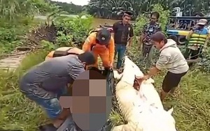 Hãi hùng bé trai 8 tuổi bị cá sấu nuốt chửng ở Indonesia