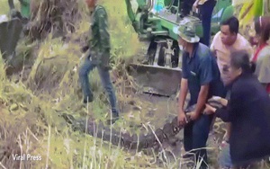 Video: 8 người đánh vật bắt trăn khổng lồ nặng 1 tạ ở Thái Lan