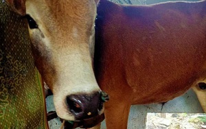 Hơn 100 trâu, bò mắc bệnh "lạ" ở Quảng Bình, 2 con đã chết