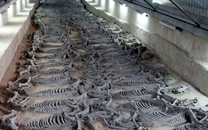 Ngôi mộ đế vương chôn theo 600 con chiến mã: Kiểm tra hộp sọ bất ngờ phát hiện phương pháp hiến tế tàn bạo