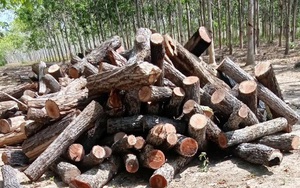 Công an điều tra thông tin 'đoàn xe chở gỗ về xưởng ở huyện Chư Prông'