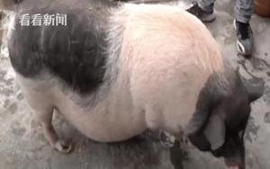 Mua 1 chú lợn về làm thú cưng, 1 năm sau, chủ nhân phải tìm cấp tốc tìm chủ mới cho con vật