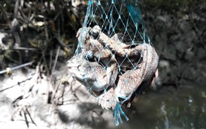 Xuyên rừng săn loài cá kỳ lạ "biết leo cây" ở Cà Mau