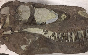 Phát hiện mộ tập thể của khủng long - sói khủng khiếp nhất mọi thời đại