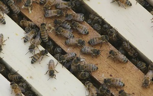 Mật ong Mỹ vẫn chứa bụi phóng xạ từ các vụ thử vũ khí hạt nhân năm 1950