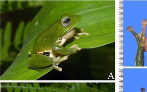 Phát hiện 3 loài ếch mới siêu đẹp ở Việt Nam