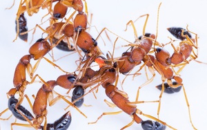 Các nhà khoa học phát hiện loài kiến sẵn sàng giảm kích cỡ bộ não để trở thành kiến chúa