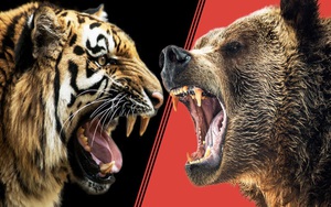 Hổ Siberia kịch chiến gấu xám Bắc Mỹ, con nào sẽ ăn thịt được đối thủ?