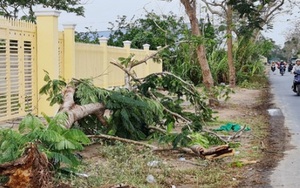Sóc Trăng: Phượng vĩ bật gốc, đè chết nữ điều dưỡng