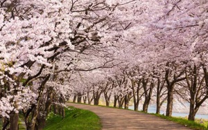 Tác động của biến đổi khí hậu: Hoa anh đào Nhật Bản nở sớm nhất trong vòng 1.200 năm nay