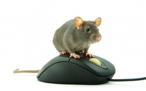Vì sao chuột máy tính lại được gọi là... 'chuột', thay vì tên của một loài động vật khác?