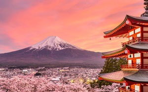 Hoa anh đào Nhật Bản bung nở đẹp mỹ mãn lần đầu tiên trong suốt 1200 năm, nhưng ẩn sau đó là một thảm họa đáng sợ