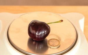 Kinh ngạc với trọng lượng của quả cherry nặng nhất thế giới