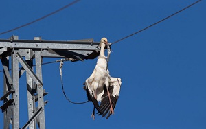 Công ty điện lực bị kiện do điện giật chết hàng trăm con chim