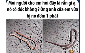 Thực hư loài rắn ngay tại Việt Nam cắn 1 phát phải đi tìm quả chuối chín để ăn, nếu muộn là 'chỉ được cúng chuối xanh'!