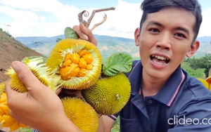 Việt Nam có loại quả mọc dại bán với giá hàng trăm nghìn 1 ký, hương vị cực độc lạ và quá trình hái không dễ tí nào