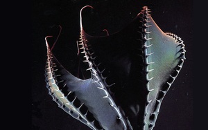 Vampyroteuthis infernalis: Loài 'ma cà rồng' dưới đáy biển sâu