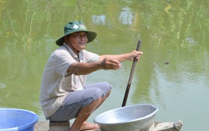 Thu nhập hàng trăm triệu đồng từ mô hình nuôi tôm càng xanh toàn đực