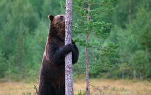 Gấu nâu cọ xát vào cây sẽ hấp dẫn và nhiều bạn tình hơn