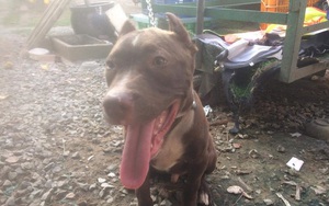 Vụ chó Pitbull nặng gần 60kg cắn chết người: Chủ nuôi từng đi cai nghiện hơn 10 lần, vẫn chưa xác định được danh tính nạn nhân