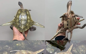 Cộng đồng mạng đang bị thu hút bởi hình ảnh loài rùa kỳ lạ này, chúng thực ra là con gì?