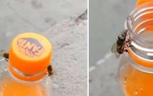 "Không thể tin nổi": Video bắt quả tang 2 con ong làm việc teamwork để mở nắp một chai nước ngọt?