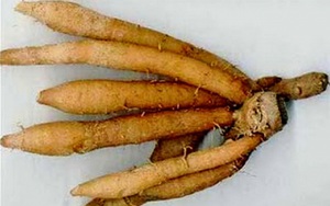 Sự thật về ngải bún có thể phòng ngừa COVID-19